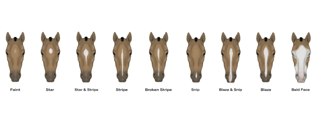 Illustration of nine horse heads showing different white facial markings: faint marking, star, star and stripe, stripe, broken stripe, snip, blaze and snip, blaze, and bald face.