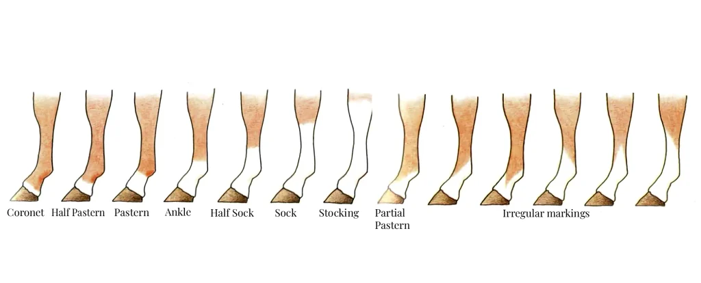 Illustration of horse white leg markings, from coronet and pastern markings to socks, stockings, partial pasterns, and irregular patterns.